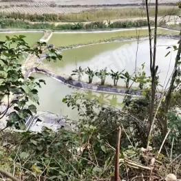 红河元阳县 14.18亩 坑塘水面 经营权出租