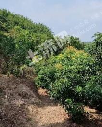 茂名高州市 60亩 果园 经营权出租