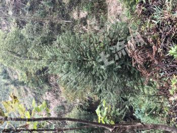 怀化通道侗族自治县 15017.2亩 乔木林地 经营权转让