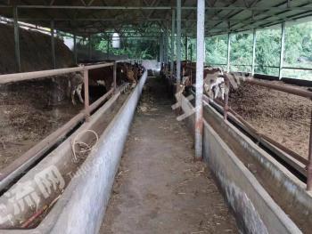 普洱市宁洱哈尼族彝族自治县 50.05亩 农场 使用权出租