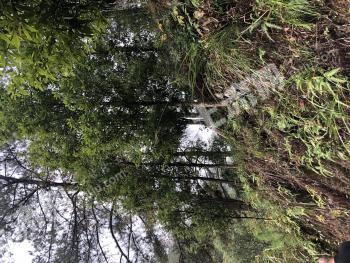 怀化通道侗族自治县 14796.16亩 乔木林地 经营权转让