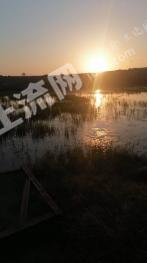 淮安盱眙县 131亩 水浇地 经营权出租