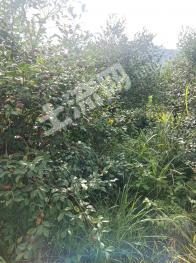 怀化中方县 483.48亩 灌木林地 经营权转包