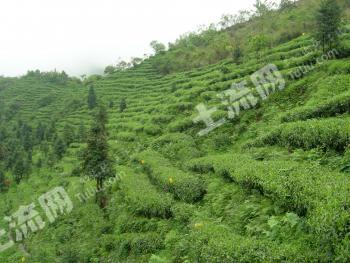 雅安芦山县 50.17亩 其它林地 经营权出租