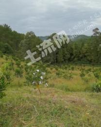 南充阆中市 110亩 果园 经营权转让