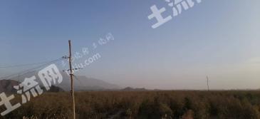 新疆喀什巴楚县 230亩 其它林地 经营权转让