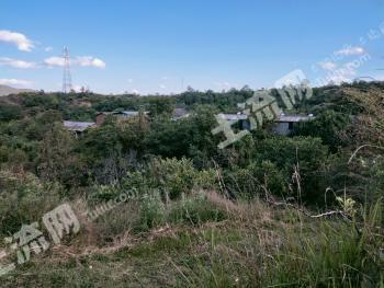 楚雄禄丰县 65亩 果园 经营权转让