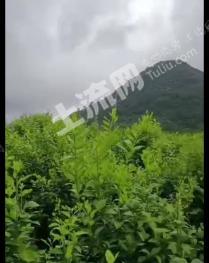 清远阳山县 90亩 果园 经营权转让