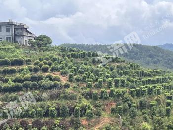 赣州上犹县 1362.61亩 乔木林地 经营权出租