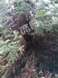 梧州蒙山县 608亩 乔木林地 经营权出租
