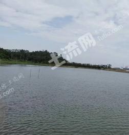 阳江阳西县 100亩 坑塘水面 经营权出租