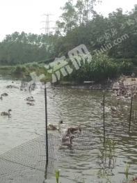 阳江阳西县 30亩 农场 使用权转让