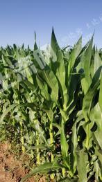 巴彦淖尔乌拉特中旗 10000亩 水田 经营权出租