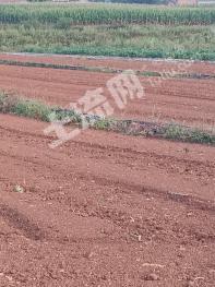 曲靖沾益区 32亩 水浇地 经营权出租