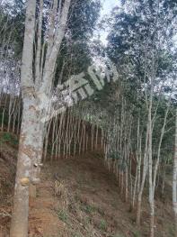 西双版纳勐腊县 80亩 橡胶园 经营权转包