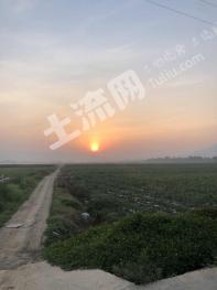 西双版纳景洪市 500亩 旱地 经营权出租