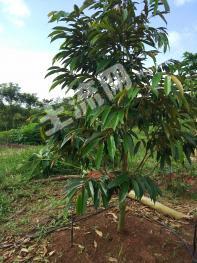 东南亚老挝 1641.94亩 果园 经营权出租