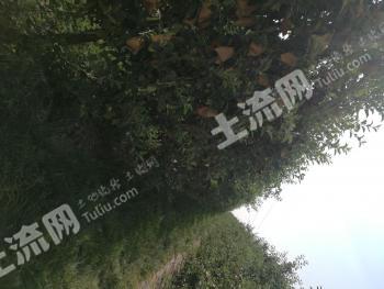 宝鸡千阳县 108亩 果园 经营权转包