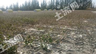 新疆巴音郭楞焉耆回族自治县 5760.6亩 水浇地 经营权出租