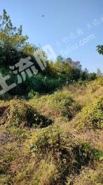 杭州建德市 20亩 水浇地 经营权出租