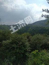 怀化中方县 180.86亩 灌木林地 经营权转包