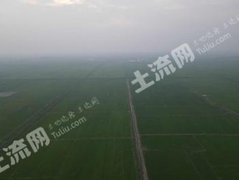 白城镇赉县 14203亩 水田 经营权出租