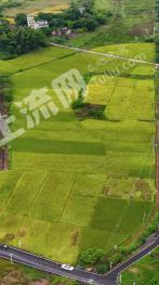 梅州兴宁市 20000亩 水田 经营权出租