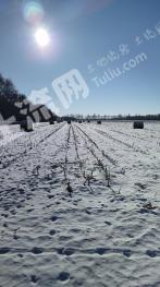 齐齐哈尔依安县 9000亩 旱地 经营权出租