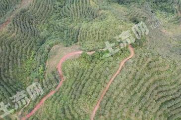 西双版纳勐腊县 700亩 其它林地 经营权出租