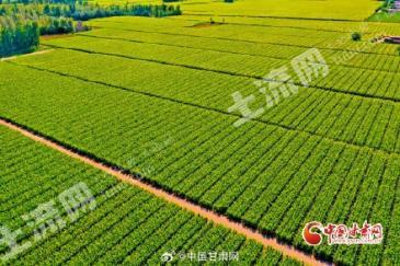 赤峰翁牛特旗 2000亩 水浇地 经营权转让