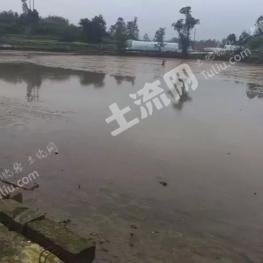 泰州兴化市 130亩 坑塘水面 经营权出租