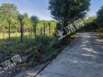 乐东黎族自治县利国镇170亩其它园地经营权出租