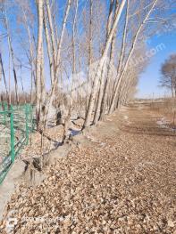 白城洮北区 56.68亩 其它林地 经营权转让