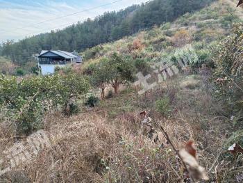 黄冈罗田县 20亩 其它林地 经营权出租