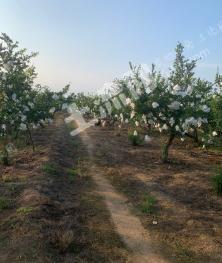 烟台莱州市 7亩 果园 经营权出租