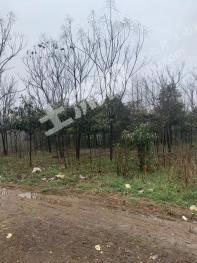 荆门京山市 300亩 乔木林地 经营权转让