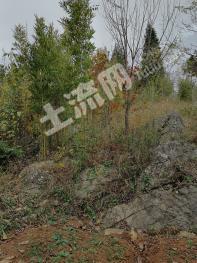 曲靖师宗县 10亩 荒山 使用权出租