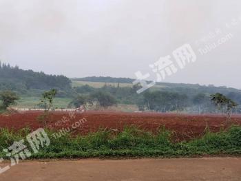 海口琼山区 100亩 水浇地 经营权出租