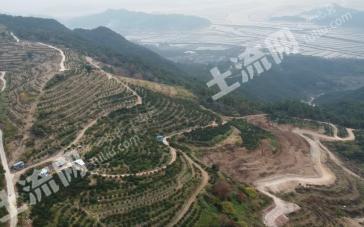 台州三门县 562.77亩 果园 经营权转包