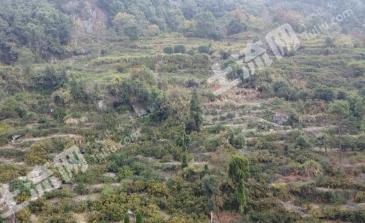 台州三门县 252.48亩 果园 经营权转包