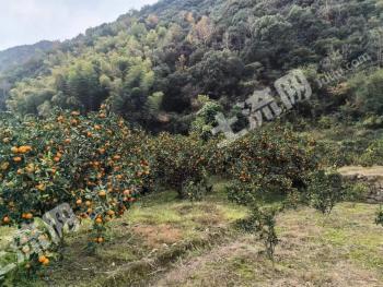 台州三门县 677.08亩 果园 经营权出租