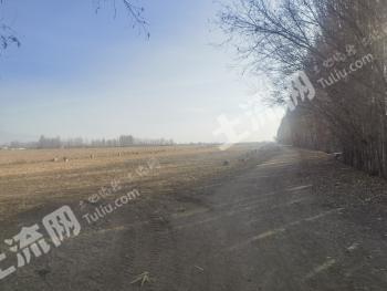 新疆巴音郭楞和硕县 1200亩 水浇地 经营权出租