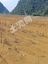 南宁武鸣区 500亩 旱地 经营权出租