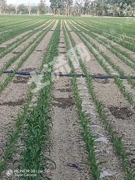 塔城乌苏市 1000亩 水浇地 经营权出租