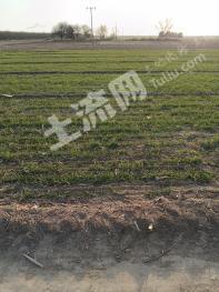 沧州青县 7亩 水田 经营权出租