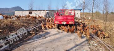 十堰郧阳区 10亩 荒山 使用权出租