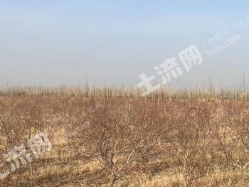 新疆和田洛浦县 160亩 果园 经营权出租