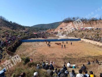 楚雄禄丰县 60亩 其它林地 经营权转让