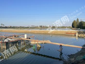 泰州高港区 104.54亩 坑塘水面 经营权出租