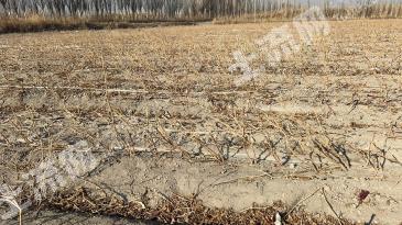 巴音郭楞和静县 15000亩 水浇地 经营权出租